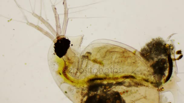 Daphnia pulex o pulga de agua común bajo el microscopio en 4k — Vídeos de Stock