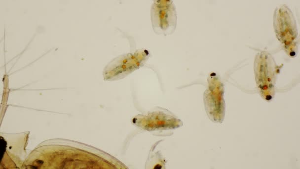 Daphnia juveniles o pulgas de agua comunes bajo el microscopio en 4k — Vídeos de Stock