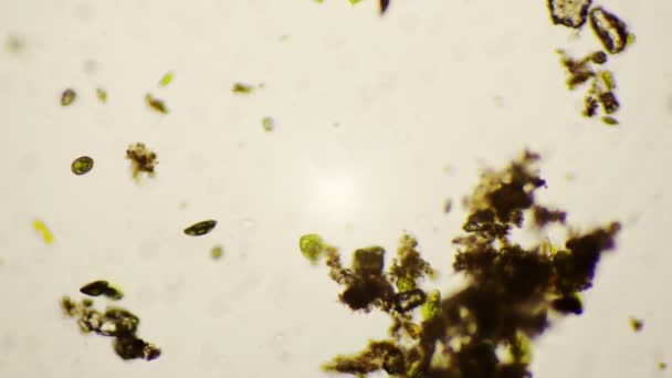 Phacus de agua dulce bajo el microscopio en 4k — Vídeo de stock