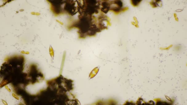 Diatomeas de agua dulce bajo el microscopio en 4k — Vídeo de stock
