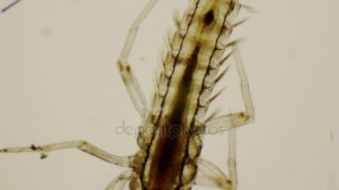 Nedir perisi, 4 k mikroskop altında dorsal görünümü