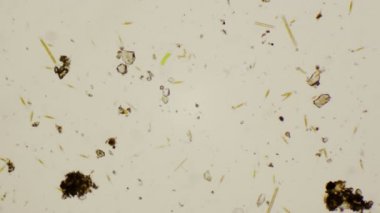 Tatlı su Diyatomlarla 4 k mikroskop altında