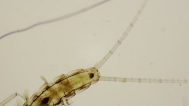 Nedir perisi, 4 k mikroskop altında dorsal görünümü