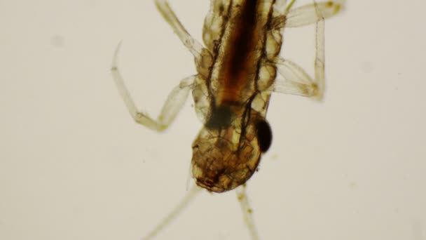 Mayfly ninfa sob o microscópio em 4k — Vídeo de Stock