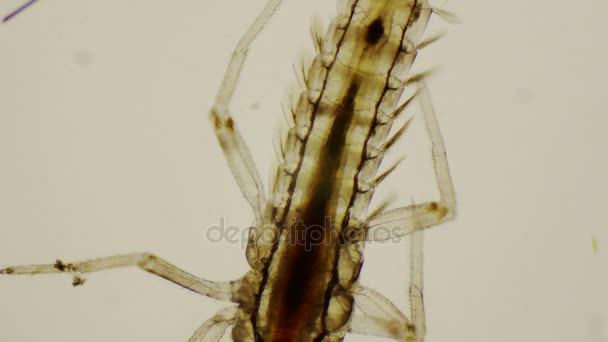 nymphe d'éphémère, vue dorsale sous le microscope en 4k 