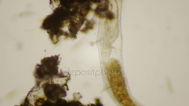 4 k mikroskop altında Yuvarlak solucanlar — Stok video