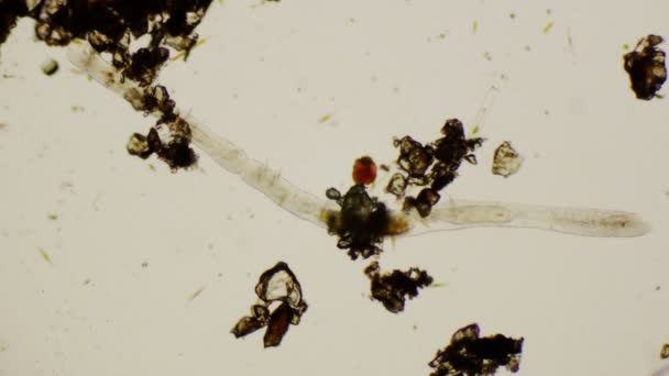 Nematodo bajo el microscopio en 4k — Vídeos de Stock