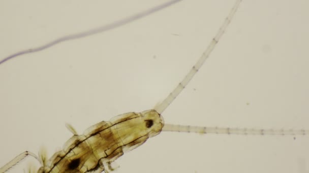 nymphe d'éphémère, vue dorsale sous le microscope en 4k 
