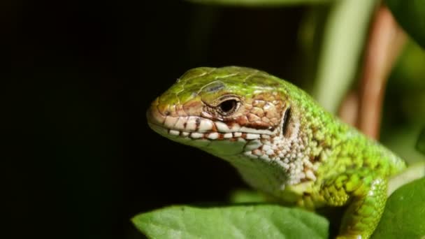 欧洲绿色蜥蜴 — 图库视频影像