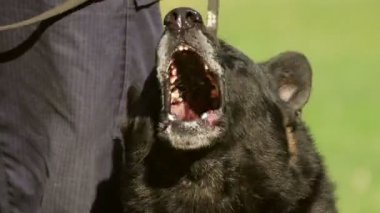 Jandarma köpek havlıyor