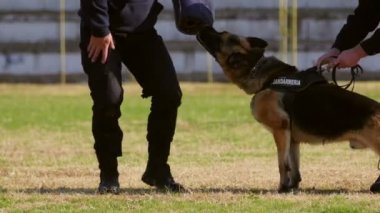 Jandarma köpek eğitim egzersiz sırasında