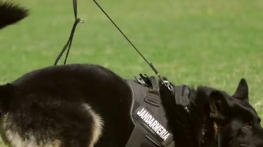 Öğretim üyesi ile oynayan Jandarma köpek