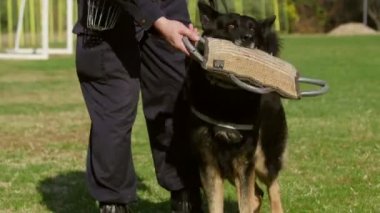 Öğretim üyesi ile oynayan Jandarma köpek