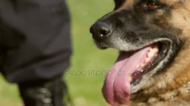 Gendarmerie dog portrait