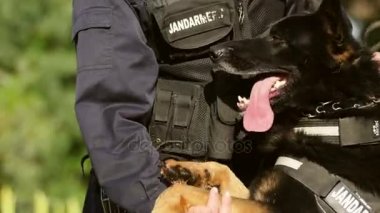 Öğretim üyesi ile oynayan Jandarma köpek