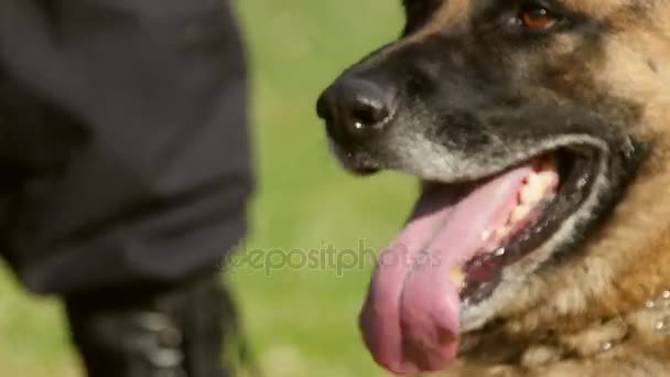 Портрет собаки жандармерии — стоковое видео