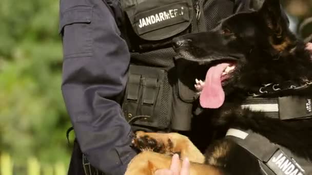 Gendarmerie dog playing with the instructor — Stock Video