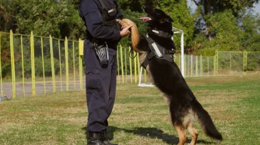 Öğretim üyesi ile oynayan Jandarma köpek