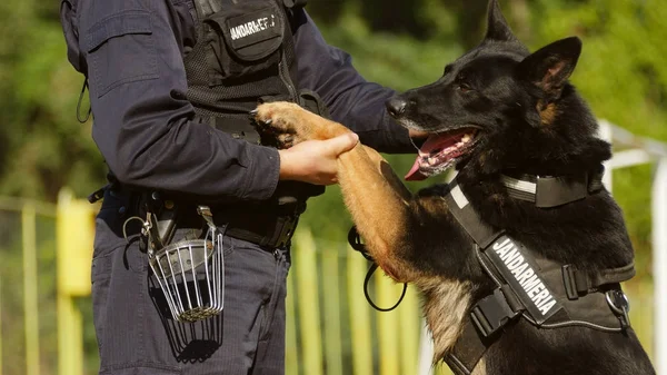 Gendarmeriehund spielt mit dem Ausbilder — Stockfoto