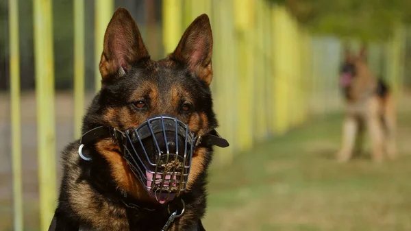 Gendarmerie dog portrait — Zdjęcie stockowe