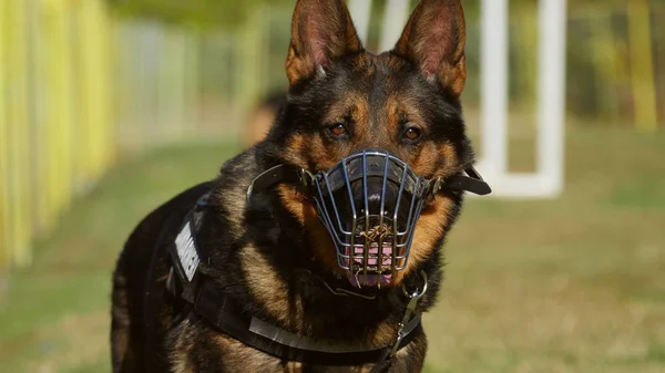Gendarmerie dog portrait