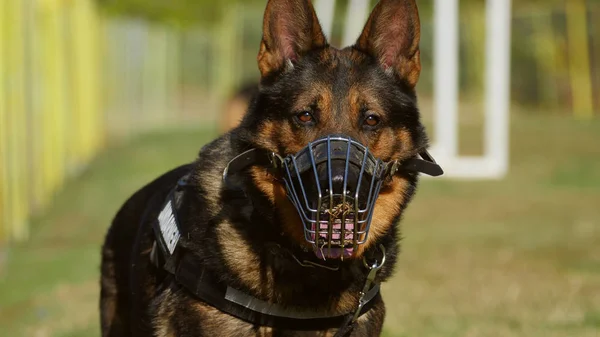 Gendarmerie dog portrait — Zdjęcie stockowe