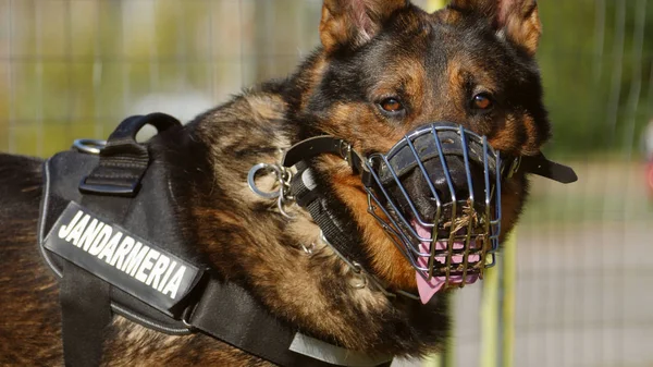 Gendarmerie dog portrait — Zdjęcie stockowe