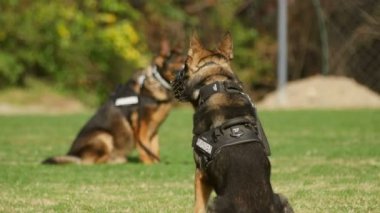 Bir tatbikat sırasında Jandarma köpekler