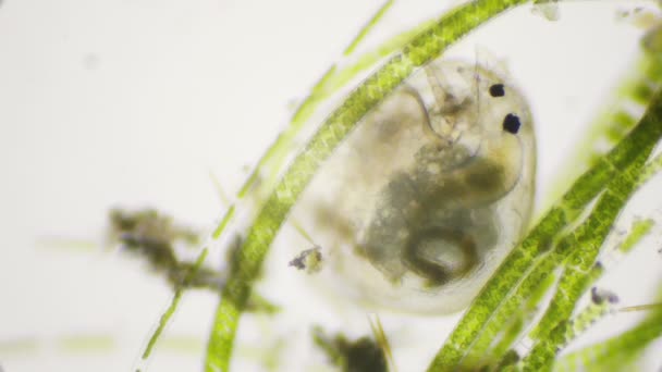 Water flea under the microscope in 4k — Stock Video