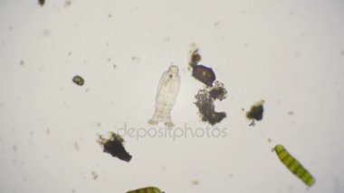 Video-in mikroskop altında bdelloid rotifer