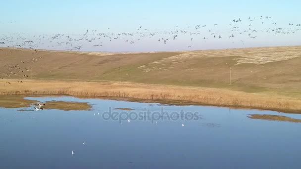 Mindre Vitt Fronted Gäss Anser Erythropus Flock Flygning — Stockvideo