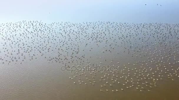 Énorme Troupeau Oies Blanches Anser Erythropus Sur Lac Dans Delta — Video