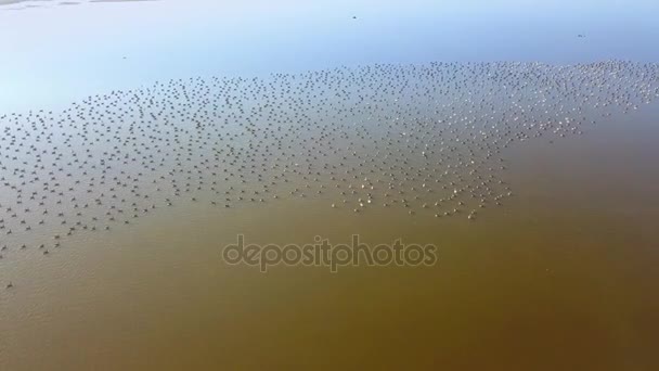 多瑙河三角洲的一个湖上有一大群白鹅 Erythropus — 图库视频影像
