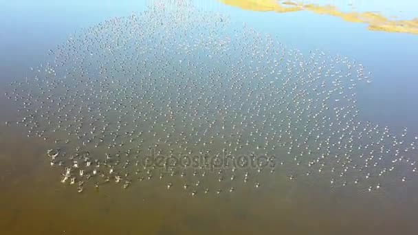 Ogromny Stado Gęsi Białoczelna Biały Anser Erythropus Jeziorze Regionie Delta — Wideo stockowe
