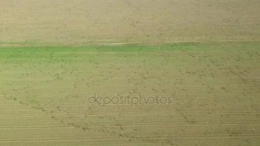 Beyaz - Sakarca kazı (Anser erythropus) Tuna Deltası yeşil bir alanda büyük sürüsü 