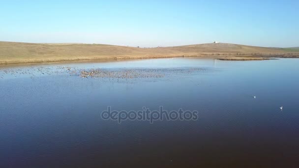 Enorme Bandada Gansos Fachada Blanca Anser Erythropus Lago Del Delta — Vídeos de Stock