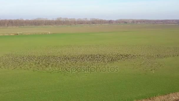 ホワイト Anser Erythropus ドナウ デルタのグリーン フィールド上の巨大な群れ — ストック動画