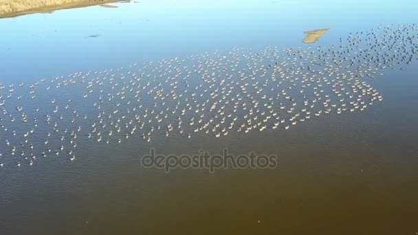 Énorme Troupeau Oies Blanches Anser Erythropus Sur Lac Dans Delta — Video