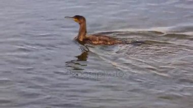 Tuna Deltası'nda balık için dalış büyük siyah karabatak