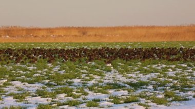 Büyük bir alanda Tuna Deltası'nda ortak sığırcık sürüsü