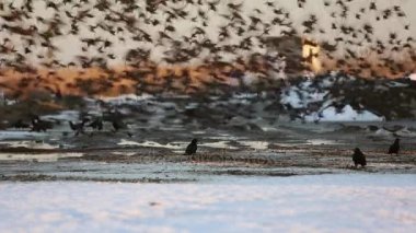 Büyük bir alanda Tuna Deltası'nda ortak sığırcık sürüsü
