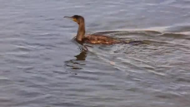 Grande plongée de cormorans noirs pour les poissons dans le delta du Danube 