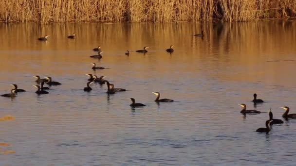 Μεγάλη Μαύρη Κορμοράνοι Στη Λίμνη Δέλτα Δούναβη — Αρχείο Βίντεο