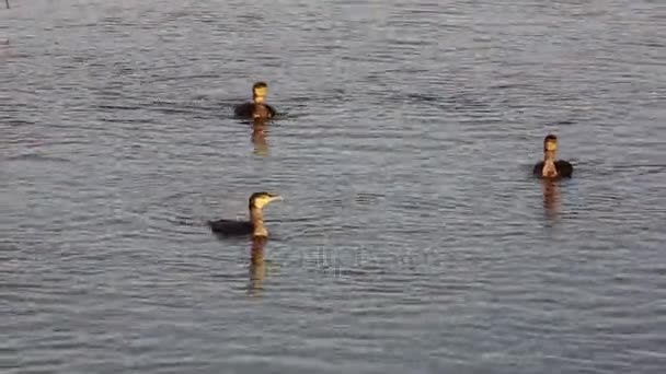 Grandi Cormorani Neri Che Tuffano Pesci Nel Delta Del Danubio — Video Stock