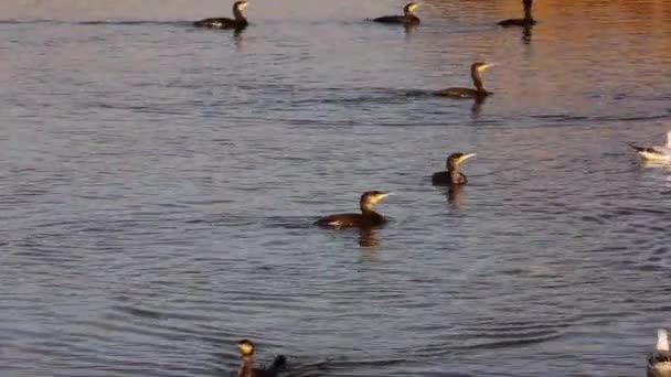 Большие Чёрные Бакланы Озере Дельте Реки Данубе — стоковое видео