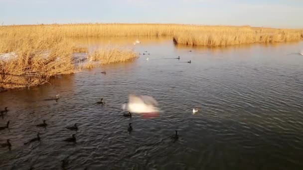 Grandes Cormoranes Negros Buceando Para Peces Delta Del Danubio — Vídeos de Stock