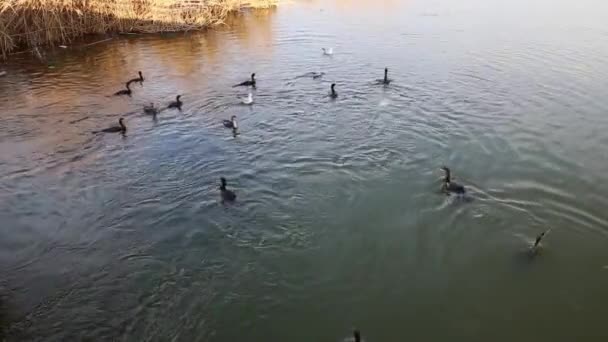 Velký Černý Kormoránů Potápění Pro Ryby Dunajské Deltě — Stock video