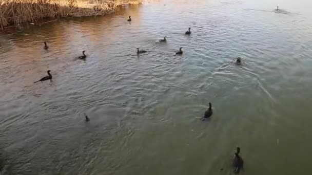 Grandes Corvos Marinhos Negros Mergulhando Para Peixes Delta Danúbio — Vídeo de Stock
