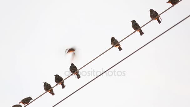 在电线上的椋鸟 — 图库视频影像
