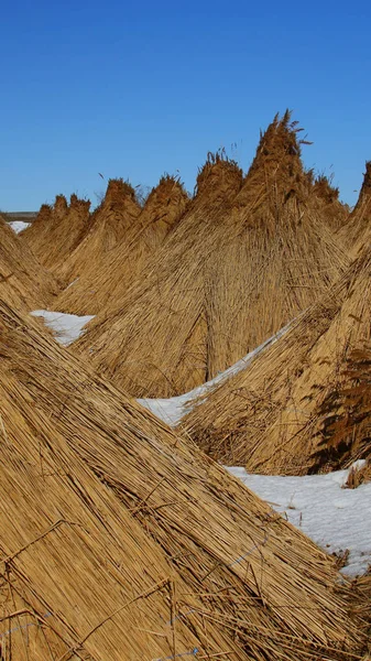 Piles of collected reed in the Danube Delta